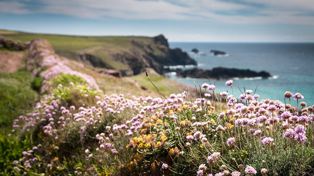 spring flower walks: Wild chives at Kynance Cove by Barney Moss